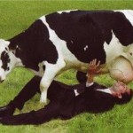 man-sucking-cow